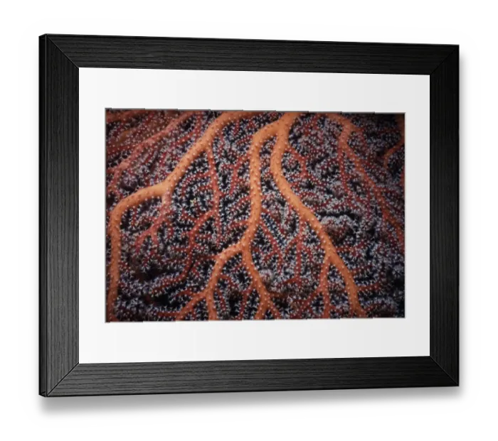 Framed Print : Gorgonian Seafan Coral (Gorgonacea) polyps open to feed at night. South China Sea Framed Print : Gorgonian Seafan Coral (Gorgonacea) polyps open to feed at night. South China Sea