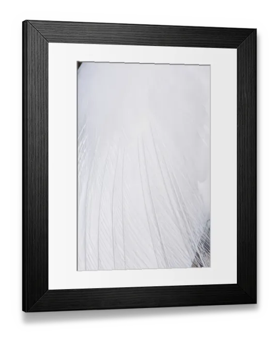 Framed Print : Detail of plumage of Great White Egret / Heron (Ardea herodia occidentalis). Ding Darling Reserve Framed Print : Detail of plumage of Great White Egret / Heron (Ardea herodia occidentalis). Ding Darling Reserve