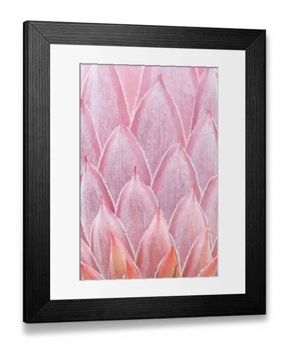 Framed Print : King Protea (Protea cynaroides) bud close-up detail. Maui, Hawaii, February Framed Print : King Protea (Protea cynaroides) bud close-up detail. Maui, Hawaii, February