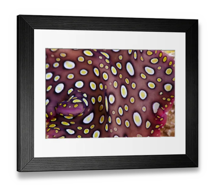 Framed Print : Close up of the pattern on the Hawaiian spotted flatworm (Pseudobiceros) endemic to Hawaii Framed Print : Close up of the pattern on the Hawaiian spotted flatworm (Pseudobiceros) endemic to Hawaii