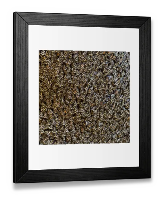 Framed Print : Jersey tiger moth (Euplagia quadripunctaria) large numbers resting on trunk of Sweetgum tree