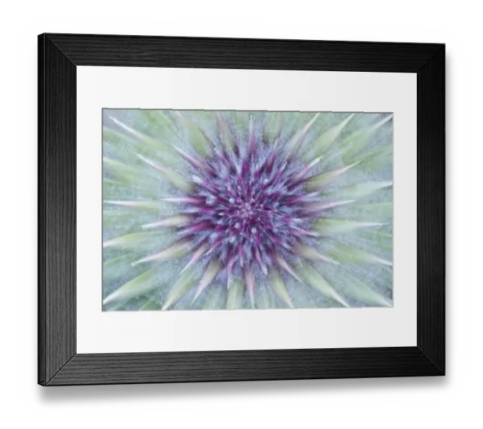 Framed Print : Woolly / Spear thistle (Cirsium vulgare) close-up of flower showing unopened flowerhead Framed Print : Woolly / Spear thistle (Cirsium vulgare) close-up of flower showing unopened flowerhead