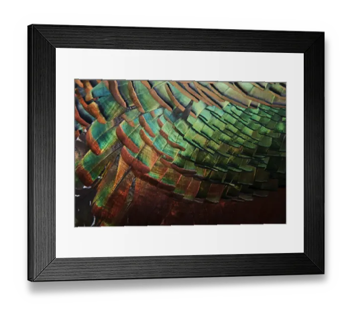 Framed Print : Detail of Ocellated Turkey (Meleagris / Agriocharis ocellata) plumage Framed Print : Detail of Ocellated Turkey (Meleagris / Agriocharis ocellata) plumage