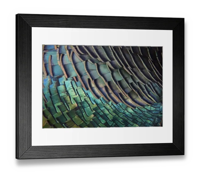 Framed Print : Detail of Ocellated Turkey (Meleagris / Agriocharis ocellata) plumage Framed Print : Detail of Ocellated Turkey (Meleagris / Agriocharis ocellata) plumage