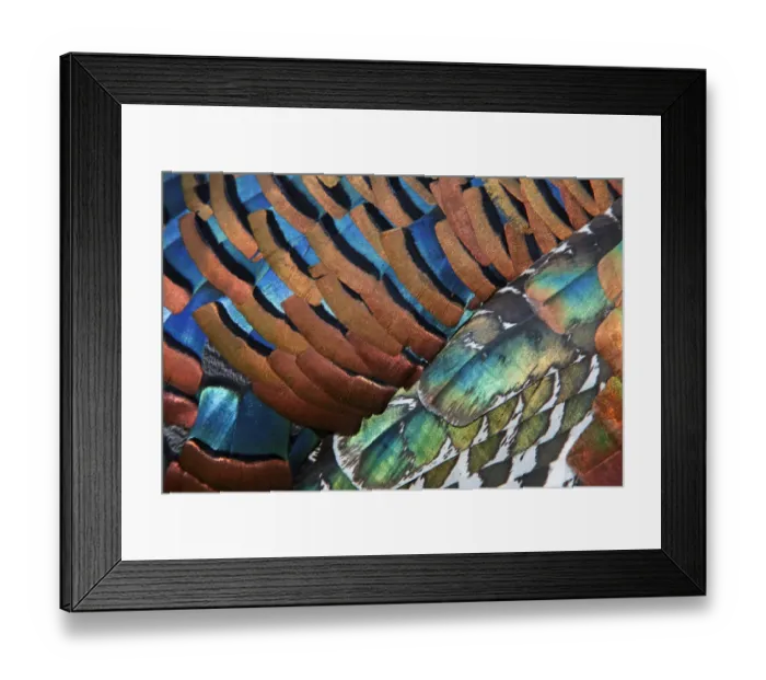 Framed Print : Detail of Ocellated Turkey (Meleagris / Agriocharis ocellata) plumage Framed Print : Detail of Ocellated Turkey (Meleagris / Agriocharis ocellata) plumage
