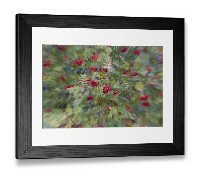 Framed Print : Rowan (Corbus aucuparia) and Ash trees (Fraxinus excelsior) in fruit, blurred by zoom effect Framed Print : Rowan (Corbus aucuparia) and Ash trees (Fraxinus excelsior) in fruit, blurred by zoom effect