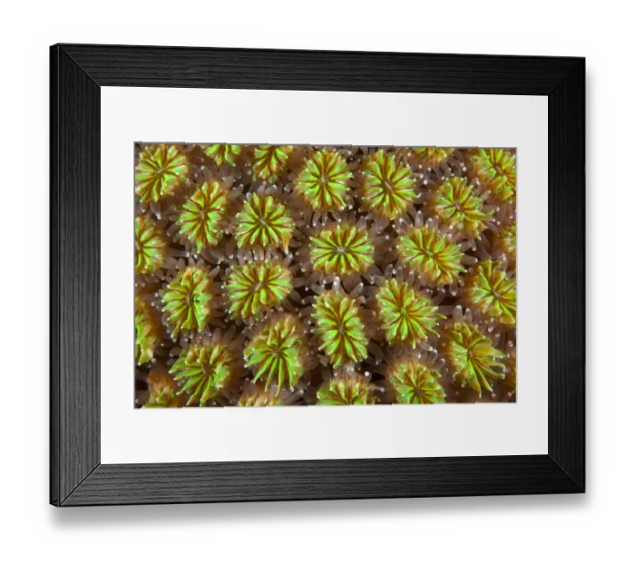 Framed Print : Polyps of cushion coral (Galaxea fascicularis) Maldives, Indian Ocean Framed Print : Polyps of cushion coral (Galaxea fascicularis) Maldives, Indian Ocean