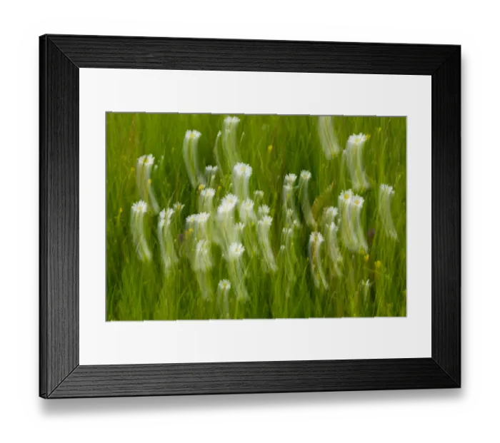 Framed Print : Oxeye daisy (Leucanthemum vulgare) abstract, Upper Lusatia Heath and Pond Landscape Framed Print : Oxeye daisy (Leucanthemum vulgare) abstract, Upper Lusatia Heath and Pond Landscape