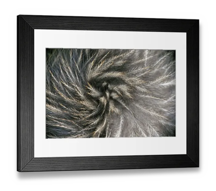 Framed Print : Okarito Brown Kiwi (Apteryx rowi) feather detail resembling mammalian hair. Okarito Forest Framed Print : Okarito Brown Kiwi (Apteryx rowi) feather detail resembling mammalian hair. Okarito Forest