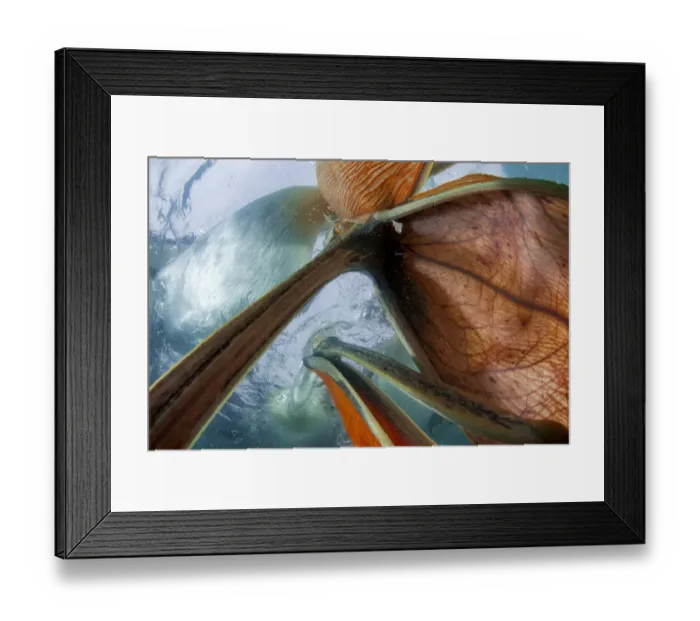 Framed Print : Dalmatian pelicans (Pelecanus crispus) underwater view of group feeding, Lake Kirkini, Greece Framed Print : Dalmatian pelicans (Pelecanus crispus) underwater view of group feeding, Lake Kirkini, Greece