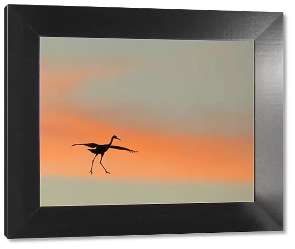 Sandhill crane (Grus canadensis) landing at sunset