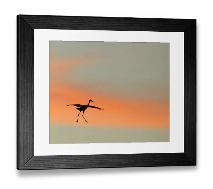 Framed Print : Sandhill crane (Grus canadensis) landing at sunset Framed Print : Sandhill crane (Grus canadensis) landing at sunset