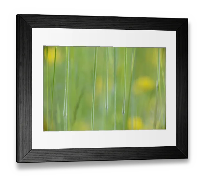 Framed Print : Abstract photograph of grasses and yellow flowers, Vosges, France, June Framed Print : Abstract photograph of grasses and yellow flowers, Vosges, France, June