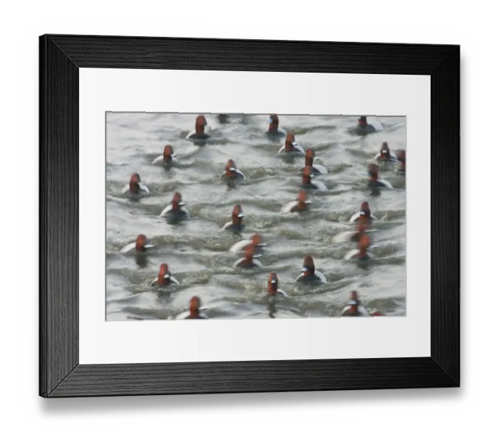 Framed Print : Group of male Pochard (Aythya ferina) on water with motion blur, Welney WWT Reserve Framed Print : Group of male Pochard (Aythya ferina) on water with motion blur, Welney WWT Reserve