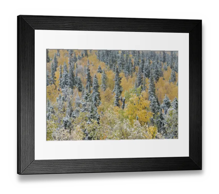 Framed Print : Quaking aspen trees (Populus tremuloides) and conifers with dusting of snow, Dome Framed Print : Quaking aspen trees (Populus tremuloides) and conifers with dusting of snow, Dome