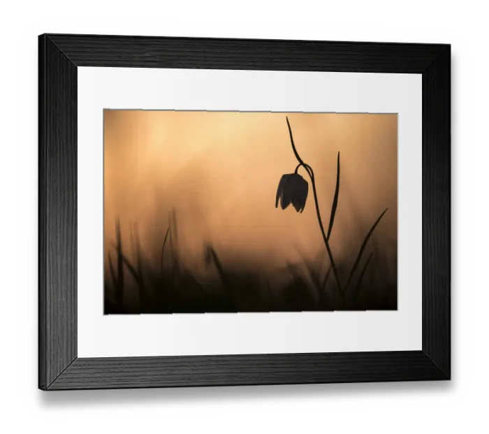 Framed Print : Snakes head fritillary (Fritillaria meleagris) in flower, sillouetted against the setting sun Framed Print : Snakes head fritillary (Fritillaria meleagris) in flower, sillouetted against the setting sun