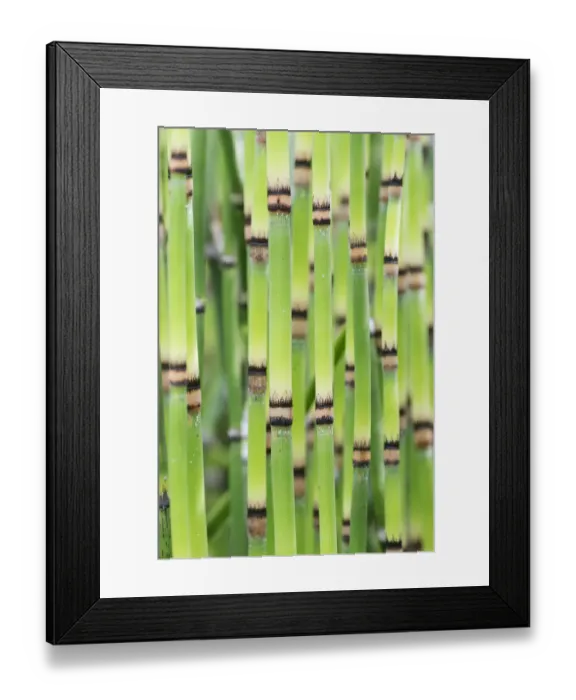 Framed Print : RF - Yellow groove bamboo (Phyllostachys aureosulcata) stems, Hortus Botanicus Leiden Framed Print : RF - Yellow groove bamboo (Phyllostachys aureosulcata) stems, Hortus Botanicus Leiden