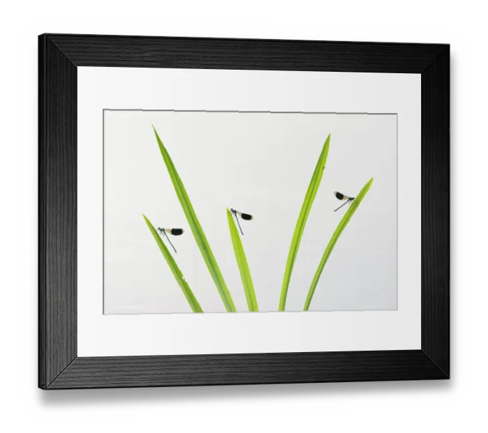 Framed Print : Banded demoiselle (Calopteryx splendens) males resting on grass, Netherlands, August Framed Print : Banded demoiselle (Calopteryx splendens) males resting on grass, Netherlands, August