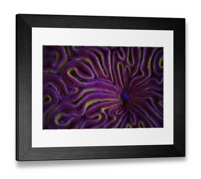 Framed Print : Fluorescent coral photographed with ultraviolet / UV light, Bonaire, Leeward Antilles Framed Print : Fluorescent coral photographed with ultraviolet / UV light, Bonaire, Leeward Antilles