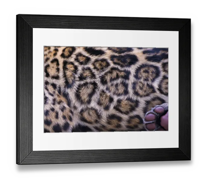 Framed Print : Jaguar (Panthera onca) fur pattern of female adult, native to Southern and Central America Framed Print : Jaguar (Panthera onca) fur pattern of female adult, native to Southern and Central America