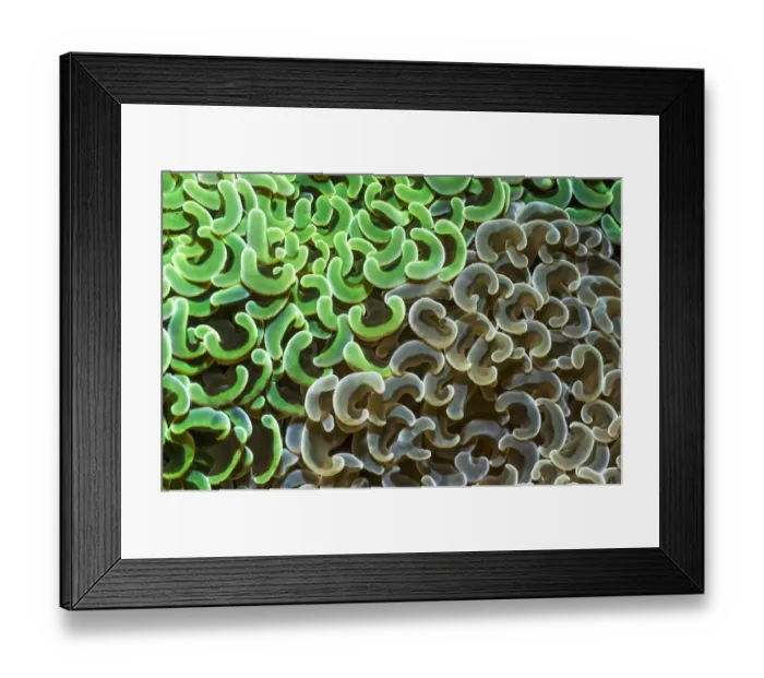 Framed Print : Coral (Euphyllia ancora) polyps brown and green. Lembeh Strait, North Sulawesi, Indonesia Framed Print : Coral (Euphyllia ancora) polyps brown and green. Lembeh Strait, North Sulawesi, Indonesia