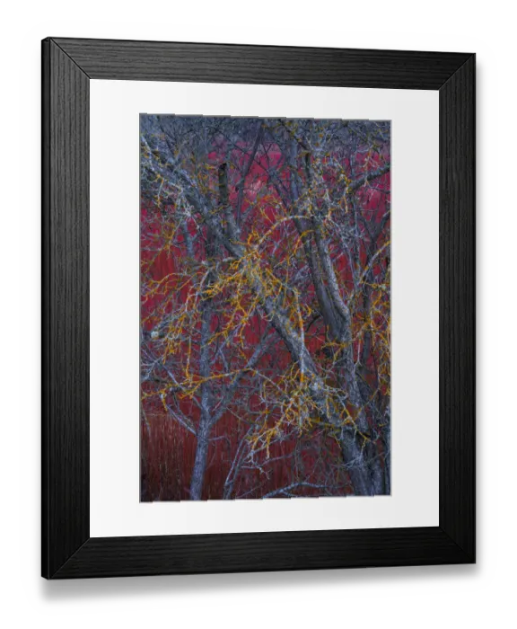 Framed Print : Willow (Salix) plantation, with lichen covered tree in the foreground, Cuenca, Castilla-La Mancha Framed Print : Willow (Salix) plantation, with lichen covered tree in the foreground, Cuenca, Castilla-La Mancha