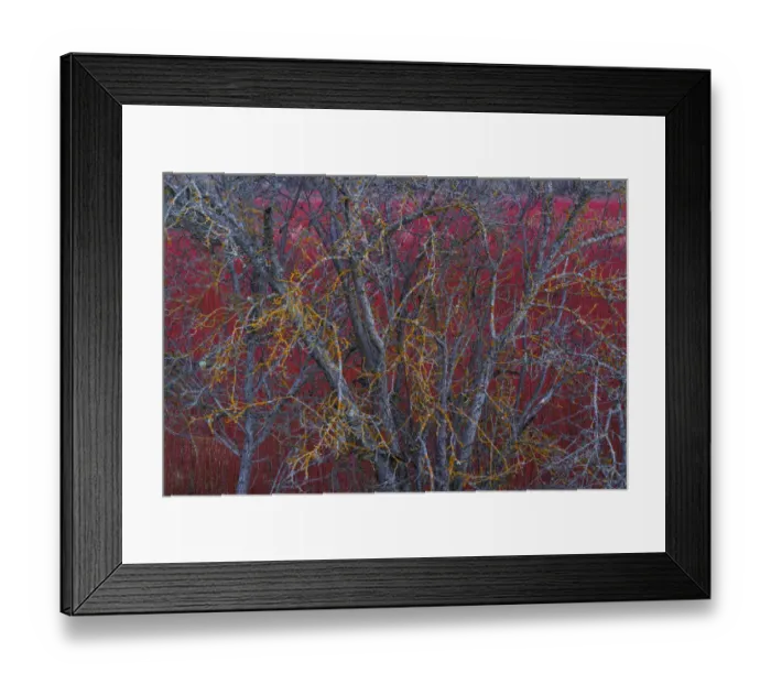 Framed Print : Willow (Salix) plantation, with lichen covered tree in the foreground, Cuenca, Castilla-La Mancha Framed Print : Willow (Salix) plantation, with lichen covered tree in the foreground, Cuenca, Castilla-La Mancha