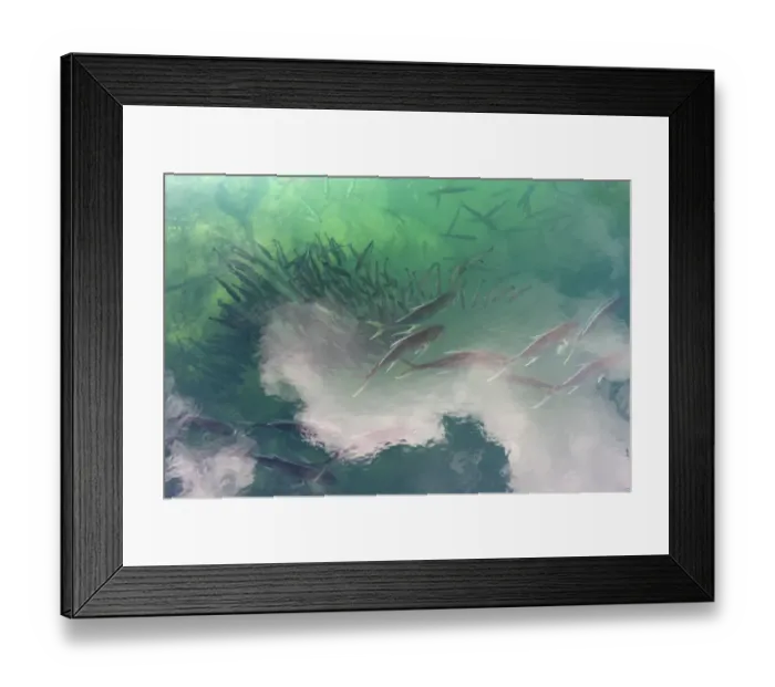 Framed Print : Crevalle Jack (Caranx hippos) and other fish entering Homosassa Spring for the winter Framed Print : Crevalle Jack (Caranx hippos) and other fish entering Homosassa Spring for the winter
