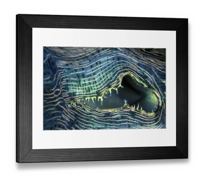 Framed Print : Close-up up of lips of giant clam (Tridacna gigas), Palau, Micronesia Framed Print : Close-up up of lips of giant clam (Tridacna gigas), Palau, Micronesia