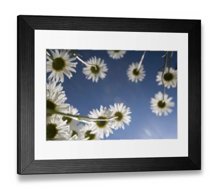 Framed Print : Daisies at Acadia National Park, Maine, USA Framed Print : Daisies at Acadia National Park, Maine, USA