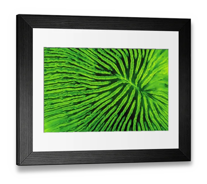 Framed Print : Coral (Fungia sp) fluorescence at night, captured using very powerful electronic strobes Framed Print : Coral (Fungia sp) fluorescence at night, captured using very powerful electronic strobes