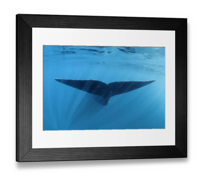 Framed Print : Southern right whale fluke underwater (Balaena glacialis australis) Patagonia Framed Print : Southern right whale fluke underwater (Balaena glacialis australis) Patagonia
