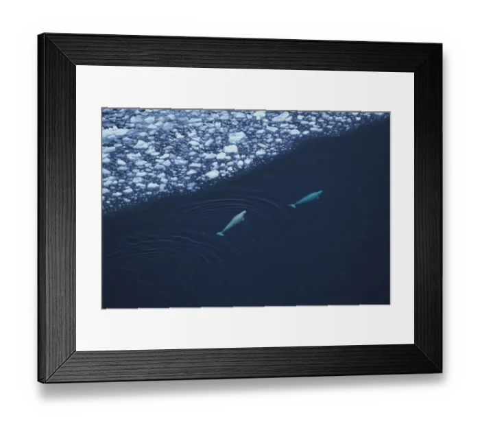 Framed Print : Aerial view of two Beluga / White whale {Delphinapterus leucas} swimming near ede of ice Framed Print : Aerial view of two Beluga / White whale {Delphinapterus leucas} swimming near ede of ice