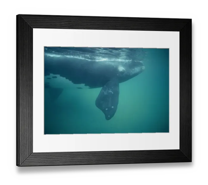 Framed Print : Southern right whale underwater {Balaena glacialis australis} off Peninsula Valdes Framed Print : Southern right whale underwater {Balaena glacialis australis} off Peninsula Valdes