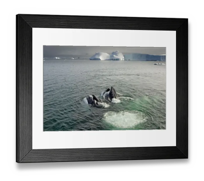 Framed Print : Humpback whales (Megaptera novaeangliae) surfacing and feeding in the waters off Framed Print : Humpback whales (Megaptera novaeangliae) surfacing and feeding in the waters off