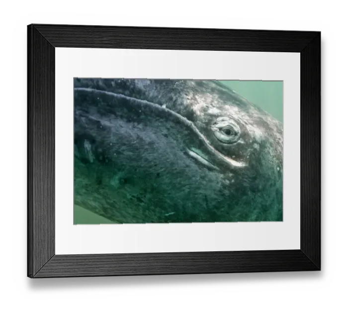 Framed Print : Grey whale (Eschrichtius robustus), San Ignacio Lagoon, Baja California, Mexico Framed Print : Grey whale (Eschrichtius robustus), San Ignacio Lagoon, Baja California, Mexico