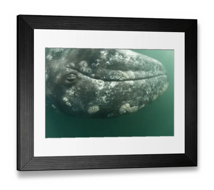 Framed Print : Grey whale (Eschrichtius robustus) calf upside down, San Ignacio Lagoon, Baja California Framed Print : Grey whale (Eschrichtius robustus) calf upside down, San Ignacio Lagoon, Baja California