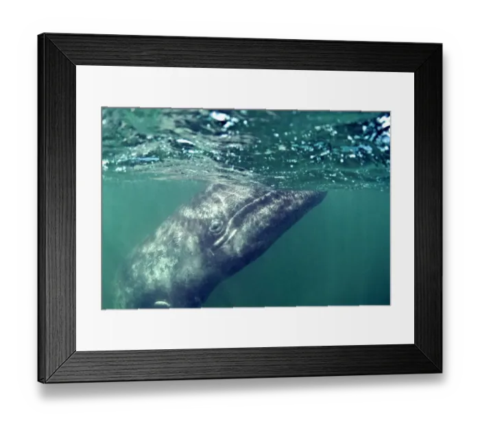 Framed Print : Grey whale calf (Eschrichtius robustus), San Ignacio Lagoon, Baja California, Mexico Framed Print : Grey whale calf (Eschrichtius robustus), San Ignacio Lagoon, Baja California, Mexico
