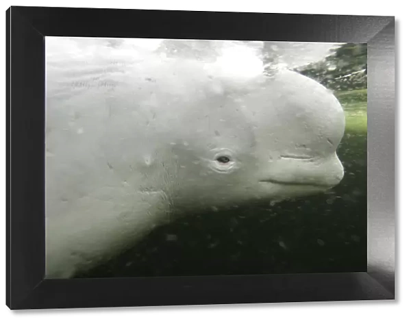 Beluga  /  White whale {Delphinapterus leucas} White sea, Russia, Captive