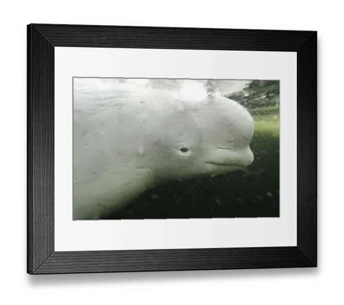 Framed Print : Beluga / White whale {Delphinapterus leucas} White sea, Russia, Captive Framed Print : Beluga / White whale {Delphinapterus leucas} White sea, Russia, Captive