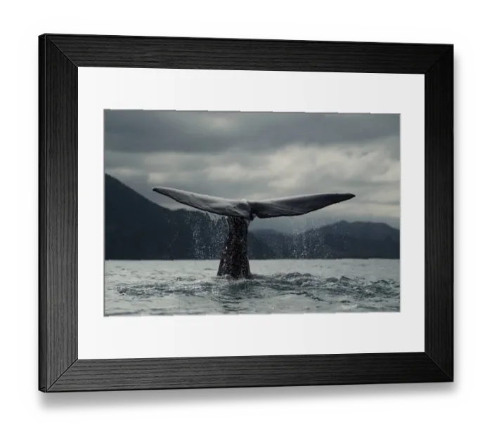 Framed Print : Sperm whale (Physeter macrocephalus) diving, tail fluke, Kaikoura, South Island Framed Print : Sperm whale (Physeter macrocephalus) diving, tail fluke, Kaikoura, South Island