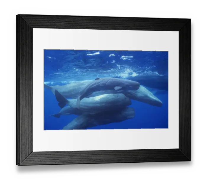 Framed Print : Group of Sperm whales {Physeter macrocephalus} socialising, adults and newborn calf Framed Print : Group of Sperm whales {Physeter macrocephalus} socialising, adults and newborn calf