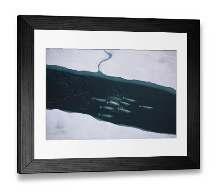 Framed Print : Aerial view of Beluga whales (Delphinapterus leucas) travelling up lead, Lancaster Sound Framed Print : Aerial view of Beluga whales (Delphinapterus leucas) travelling up lead, Lancaster Sound