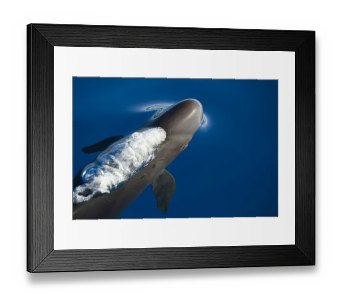Framed Print : False killer whale (Pseudorca crassidens) just below surface exhaling as it breaks the surface
