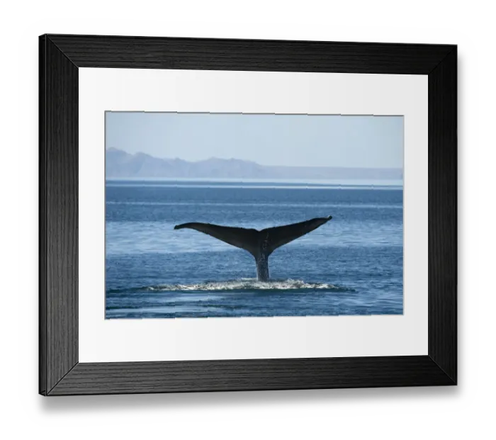 Framed Print : Blue whale (Balaenoptera musculus) fluking / diving, Endangered species, Sea of Cortez Framed Print : Blue whale (Balaenoptera musculus) fluking / diving, Endangered species, Sea of Cortez