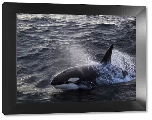 Killer whale (Orcinus orca) breaking surface. North Sea