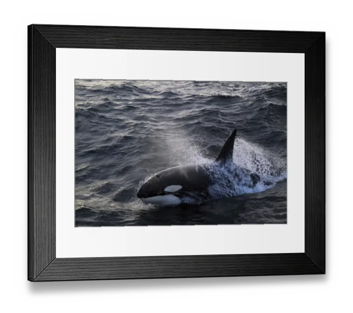 Framed Print : Killer whale (Orcinus orca) breaking surface. North Sea Framed Print : Killer whale (Orcinus orca) breaking surface. North Sea