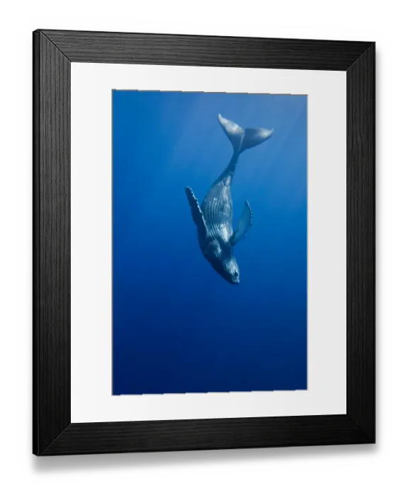 Framed Print : Curious Humpback whale calf (Megaptera novaeangliae) during moment away from its mother, Hawaii Framed Print : Curious Humpback whale calf (Megaptera novaeangliae) during moment away from its mother, Hawaii