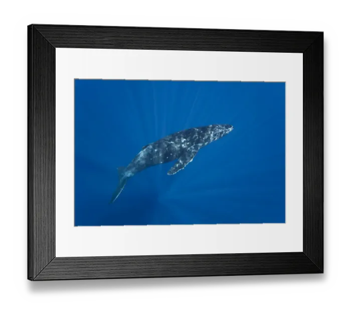 Framed Print : Patterns of diffused sunlight on Humpback whale (Megaptera novaeangliae), Hawaii Framed Print : Patterns of diffused sunlight on Humpback whale (Megaptera novaeangliae), Hawaii