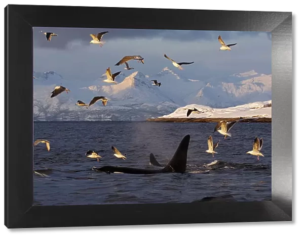 Gulls flying above two Killer whales  /  Orcas (Orcinus orca) surfacing, Tysfjord, Norway